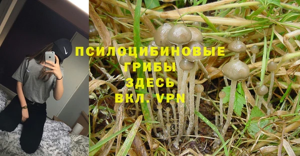 гашик Белокуриха